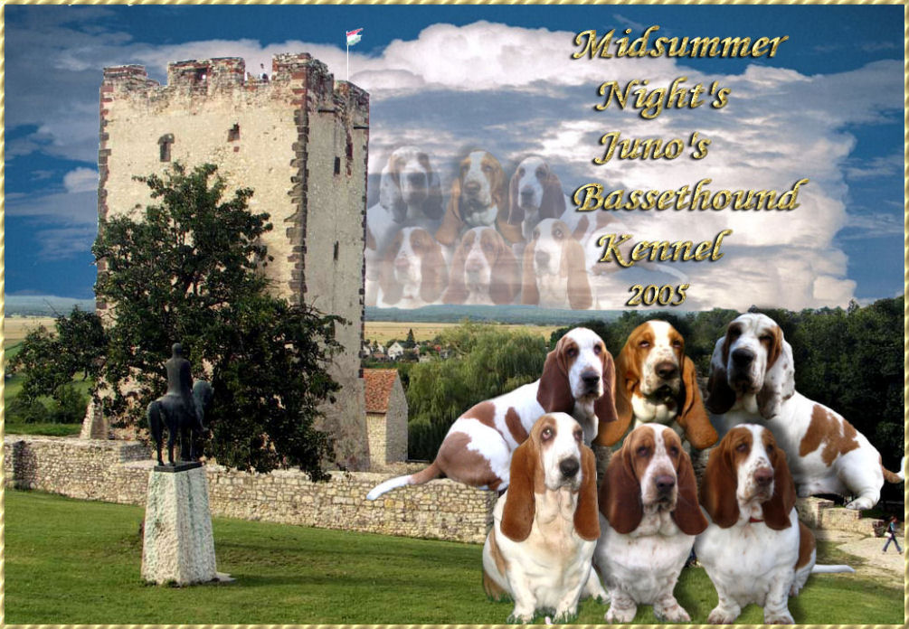   Midsummer-Night' S Juno'S  Bassethound kennel